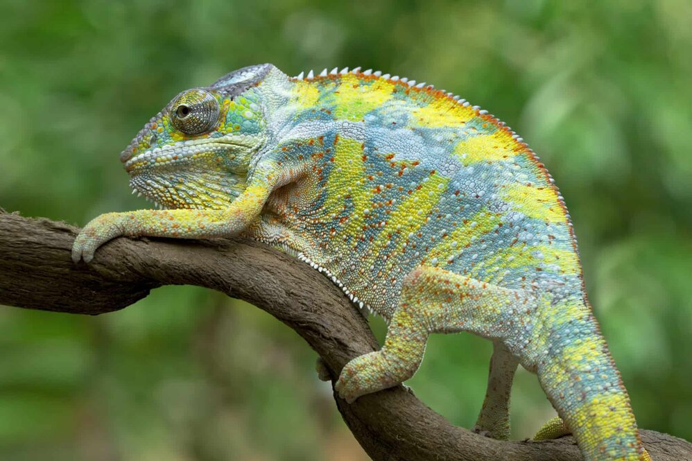 Best reptile cheap pets for kids